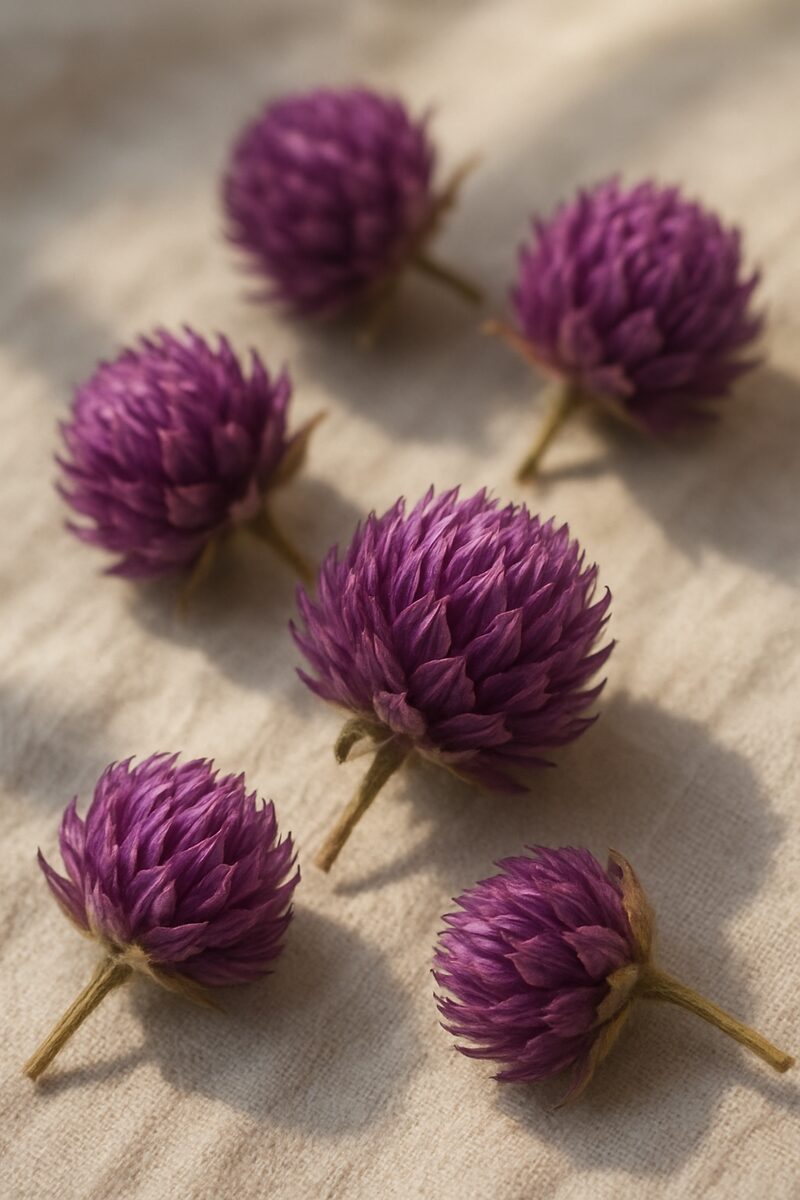 Flor siempreviva (Gomphrena globosa) seca
