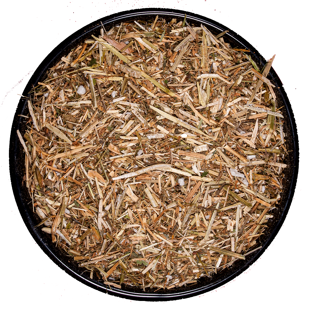 Alfalfa
