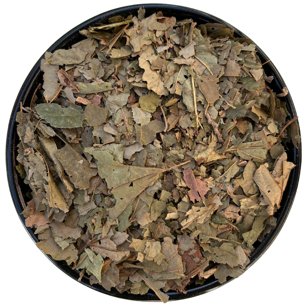Hamamelis en Hoja