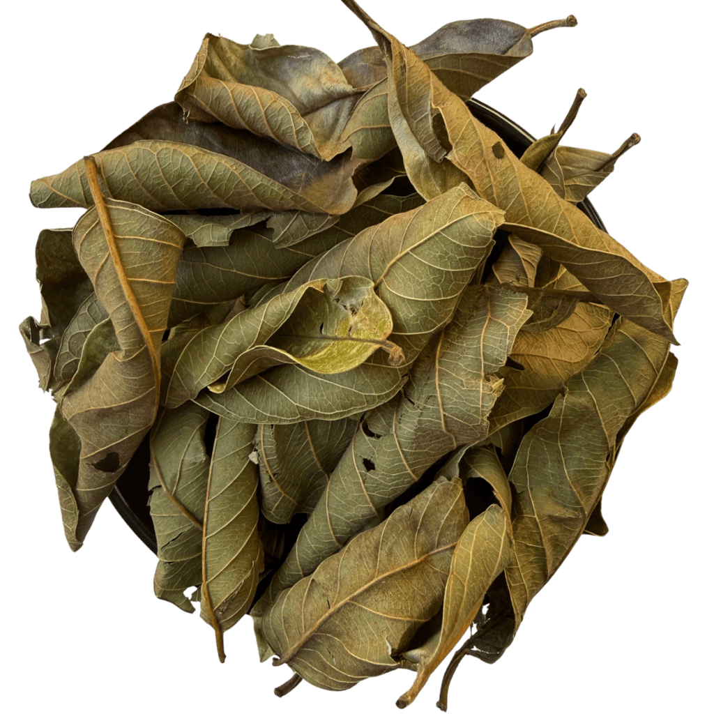 Guayaba Hojas