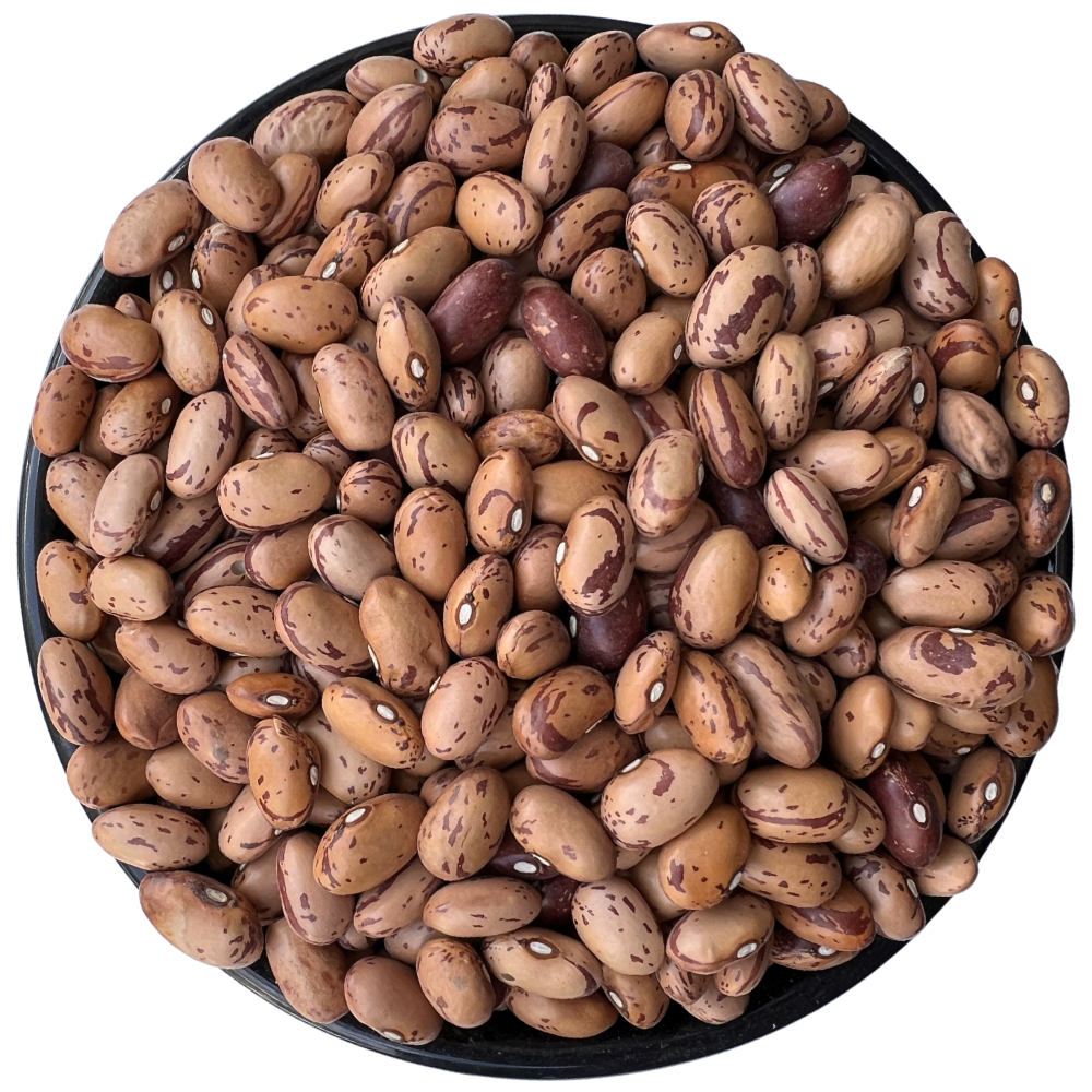 Poroto Cranberry Regina