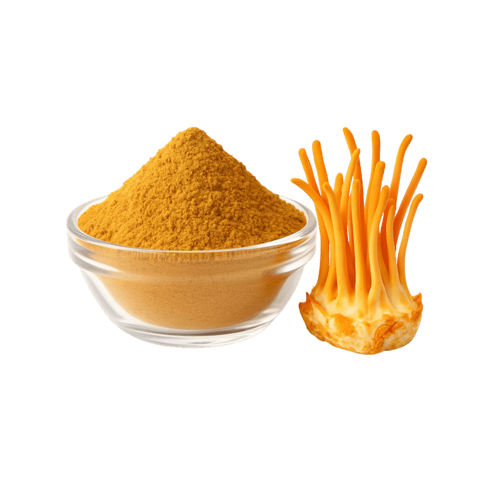 Cordyceps Militaris Extracto Polvo Estandarizado 10:1 30% Beta Glucanos